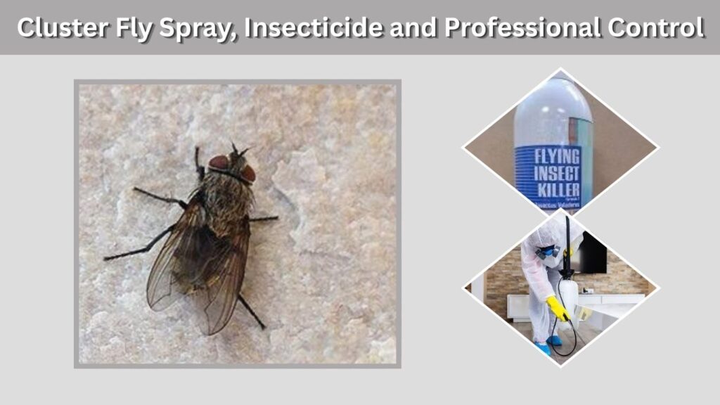Cluster Fly Spray, Insecticide and Professional Control