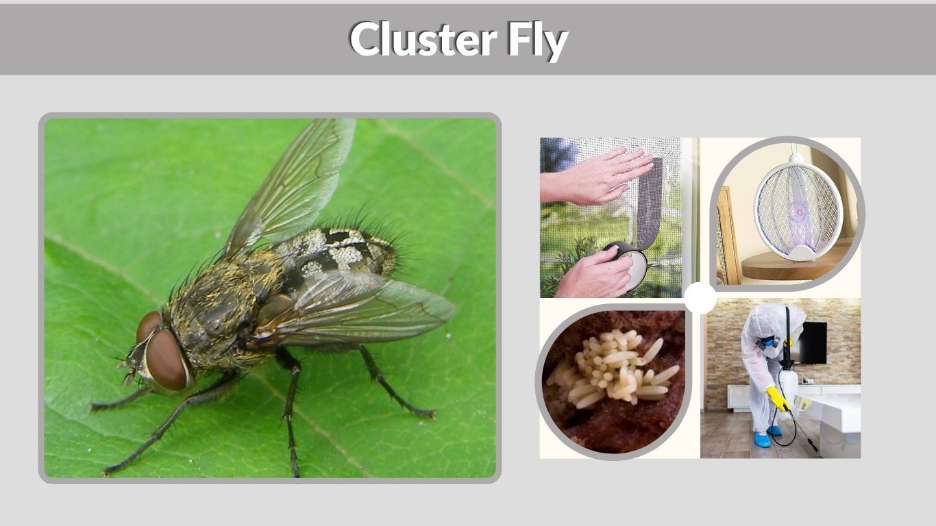 Cluster Fly: Identification, Life Cycle, Control & Prevention