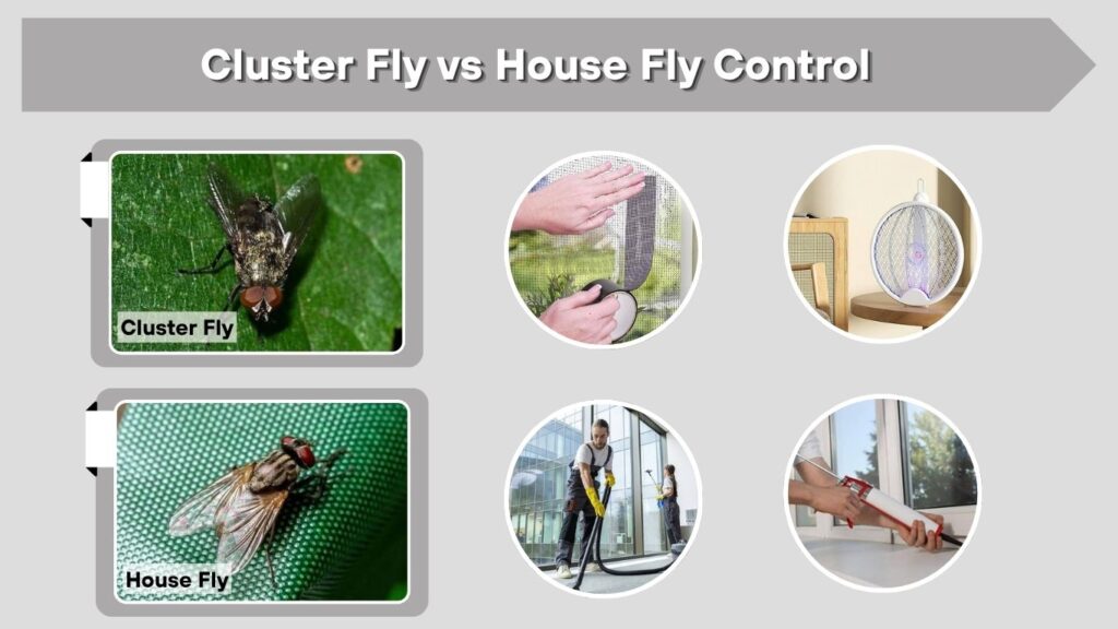 Cluster Fly vs House Fly Control