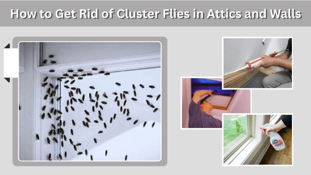 How to Get Rid of Cluster Flies in Attics and Walls