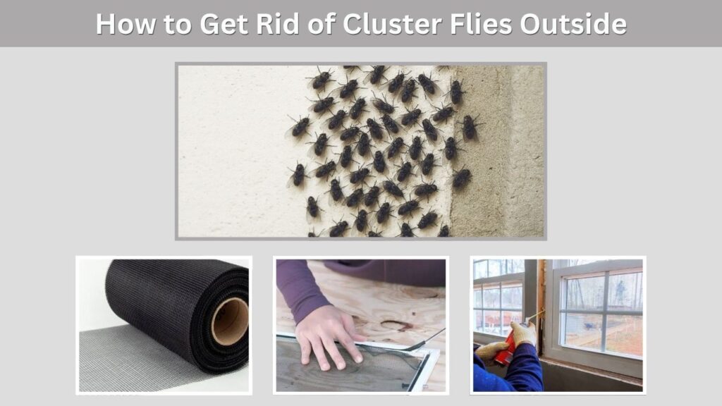 How to Get Rid of Cluster Flies Outside