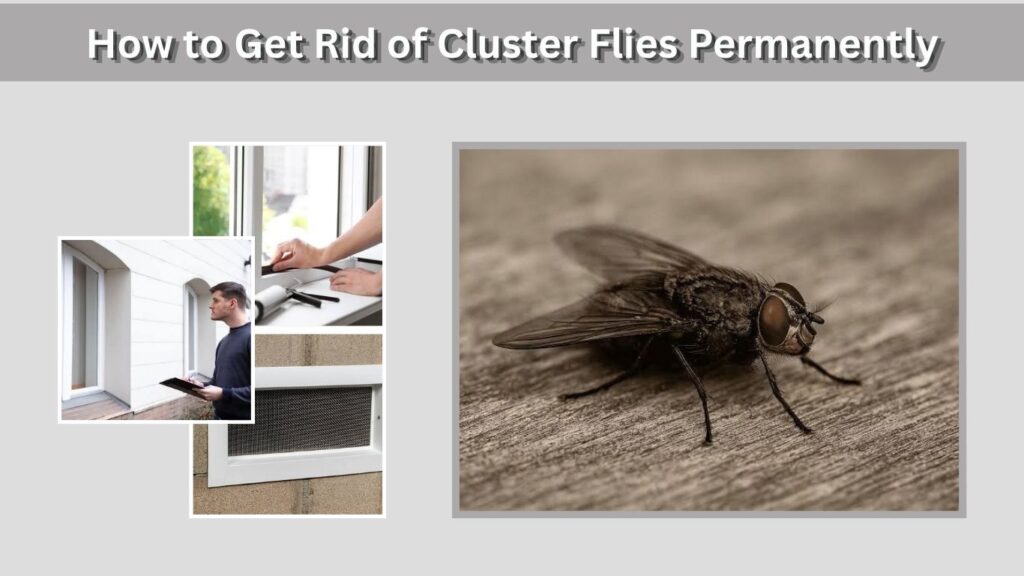 How to Get Rid of Cluster Flies Permanently