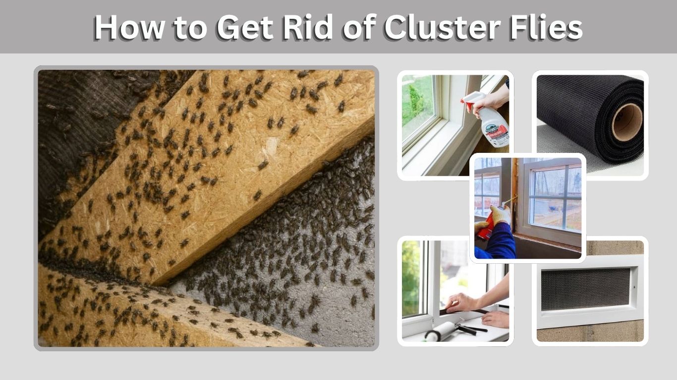 How to Get Rid of Cluster Flies in Your House for Good