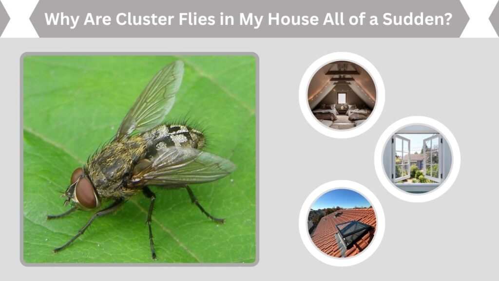 Why Are Cluster Flies in My House All of a Sudden?