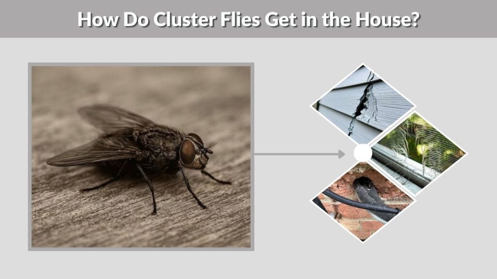 How Do Cluster Flies Get in the House?