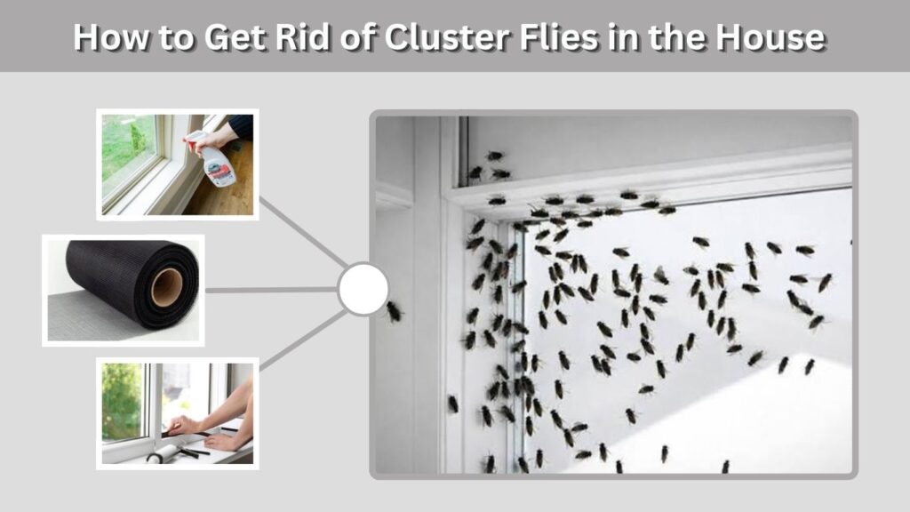 How to Get Rid of Cluster Flies in the House