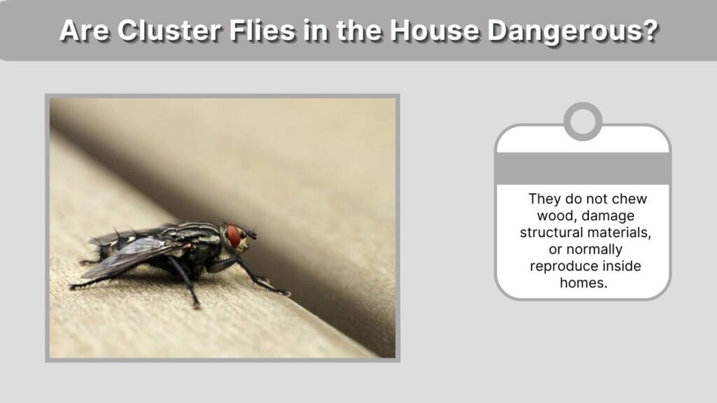 Are Cluster Flies in the House Dangerous?