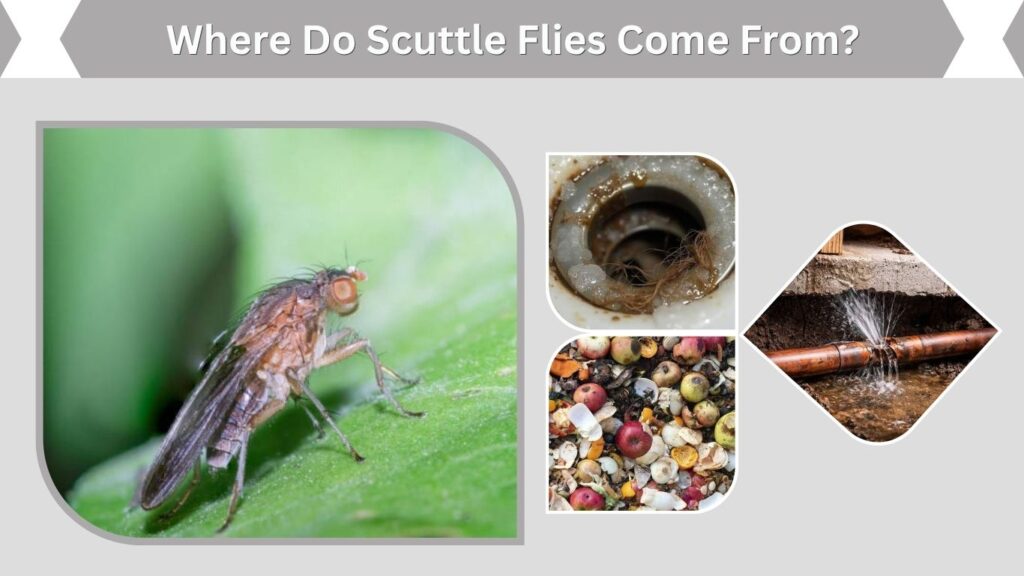 Where Do Scuttle Flies Come From?