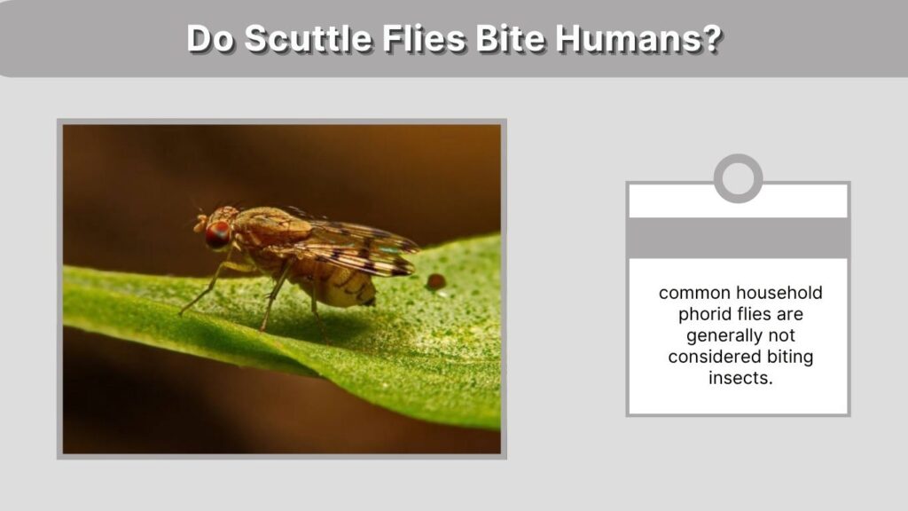 Do Scuttle Flies Bite Humans?