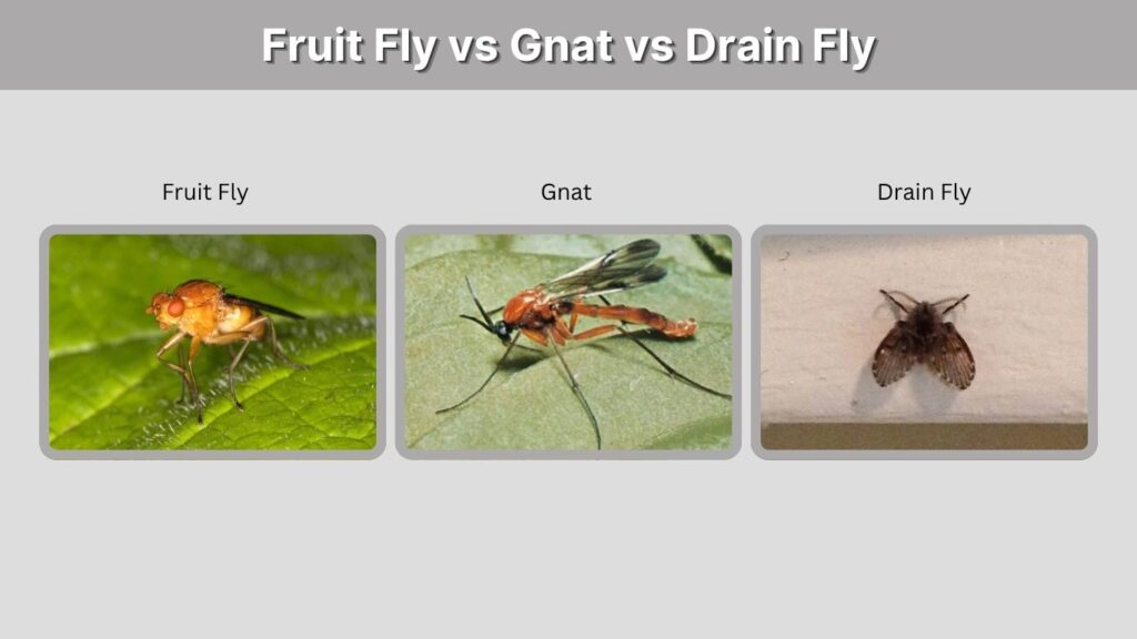 Fruit Fly vs Gnat vs Drain Fly