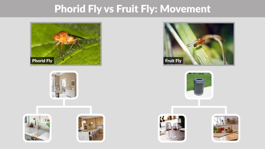 Phorid Fly vs Fruit Fly: Movement