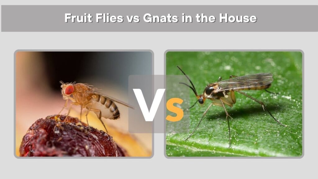 Fruit Flies vs Gnats in the House