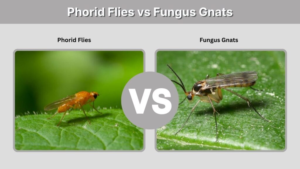 Phorid Flies vs Fungus Gnats