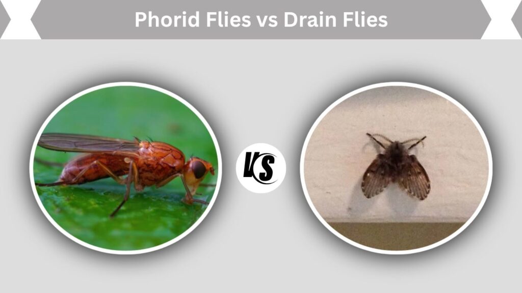 Phorid Flies vs Drain Flies