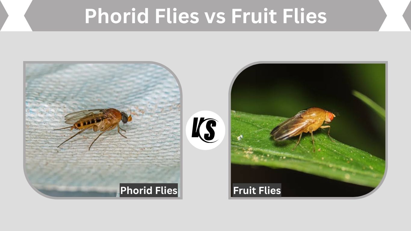 Phorid Flies vs Fruit Flies: How to Tell the Difference