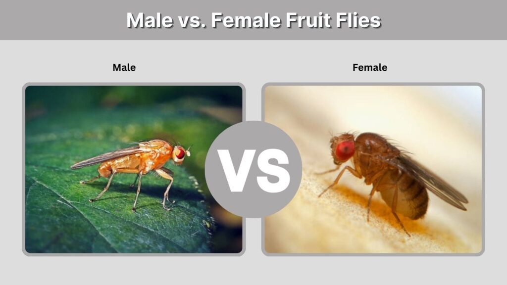 Male vs. Female Fruit Flies
