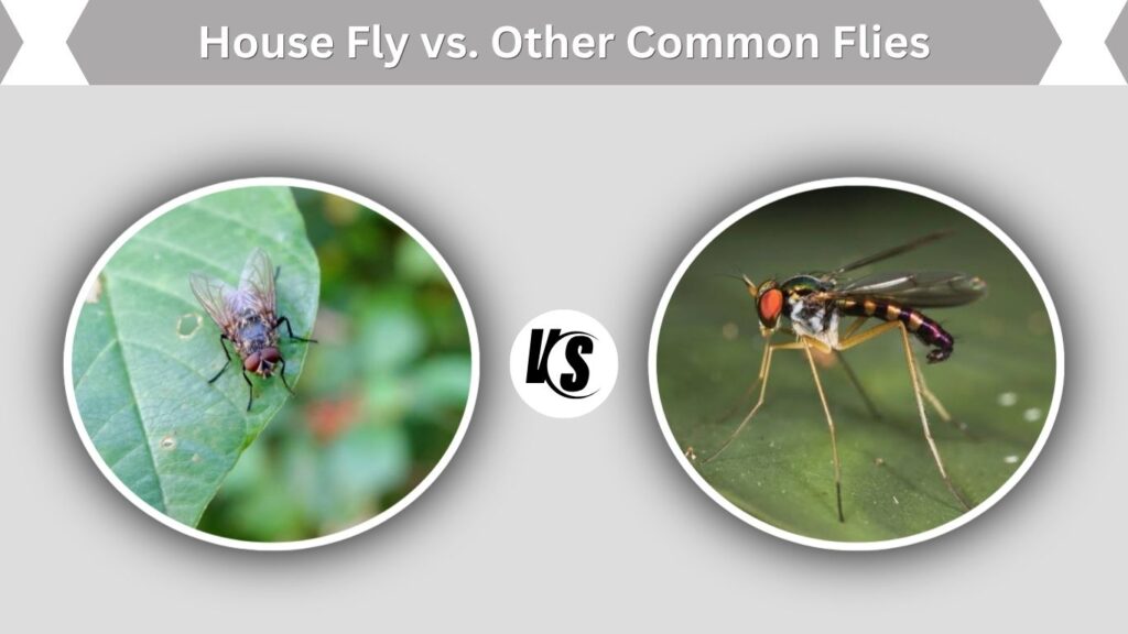 House Fly vs. Other Common Flies
