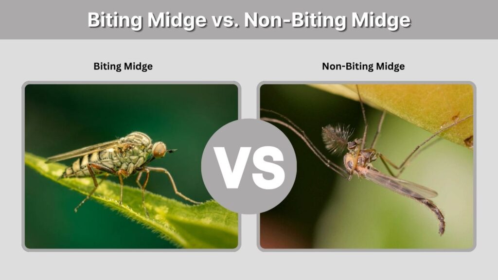 Biting Midge vs. Non-Biting Midge