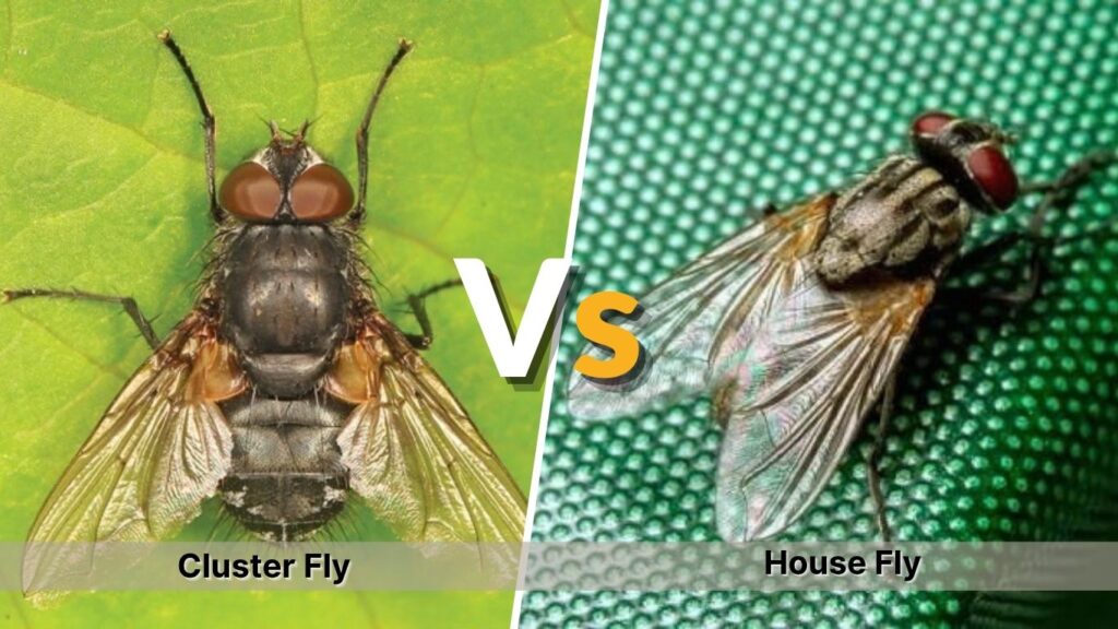 Cluster Fly vs House Fly
