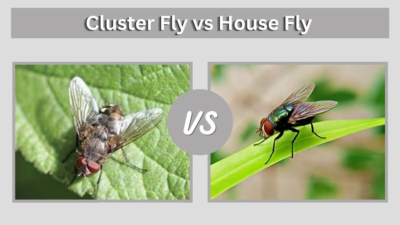 Cluster Fly vs House Fly: How to Tell Them Apart