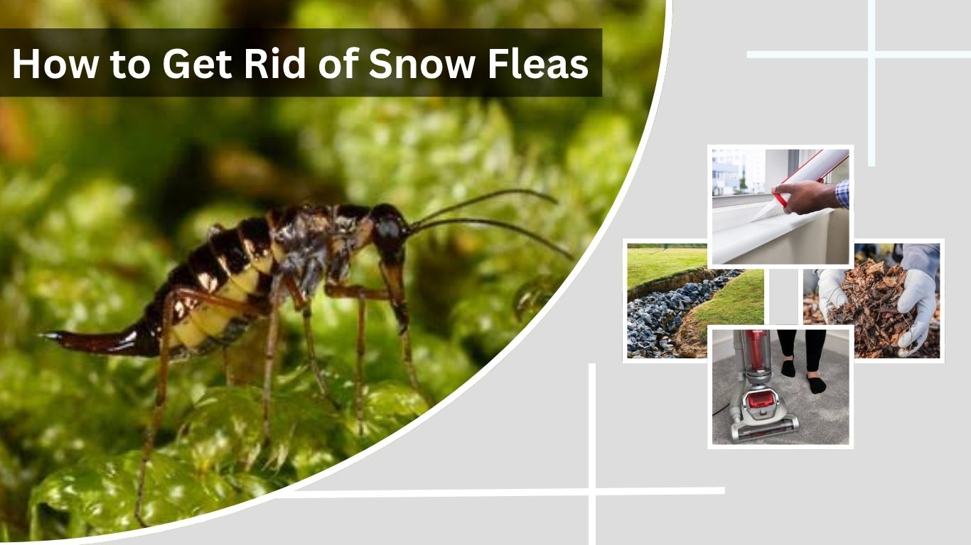 How to Get Rid of Snow Fleas in Your House and Yard
