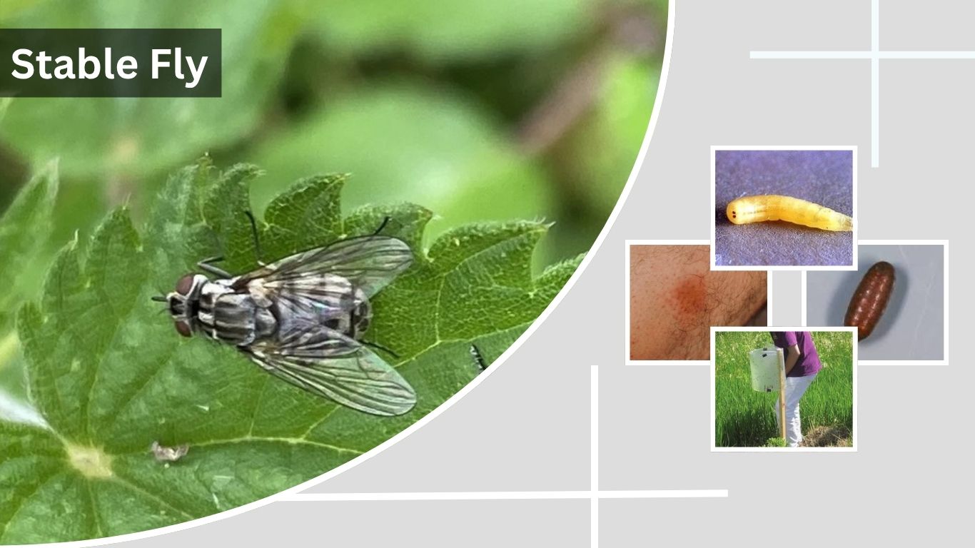 Stable Fly: Identification, Bites and How to Get Rid of Them