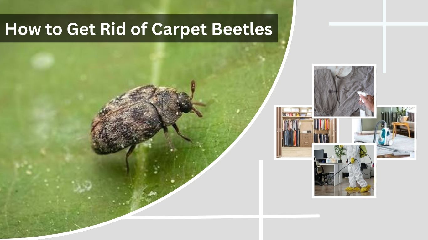 How to Get Rid of Carpet Beetles: 8 Effective Methods