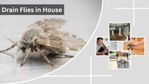Drain Flies in House: Causes, Removal & Prevention Guide