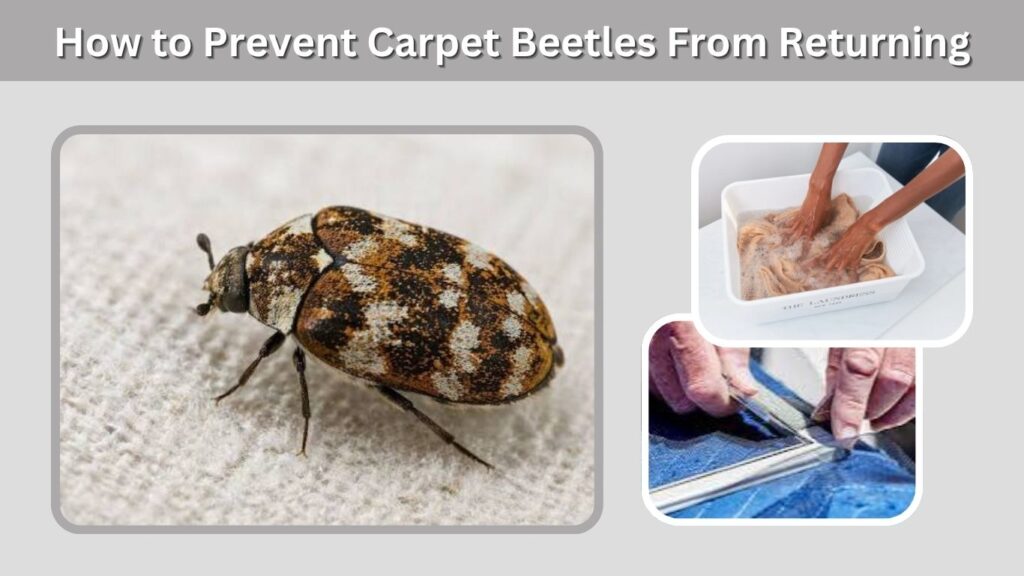 How to Prevent Carpet Beetles From Returning