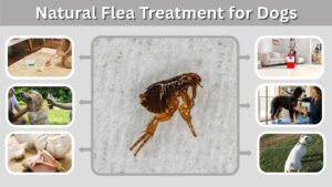 Natural Flea Treatment for Dogs: Safe Home Remedies