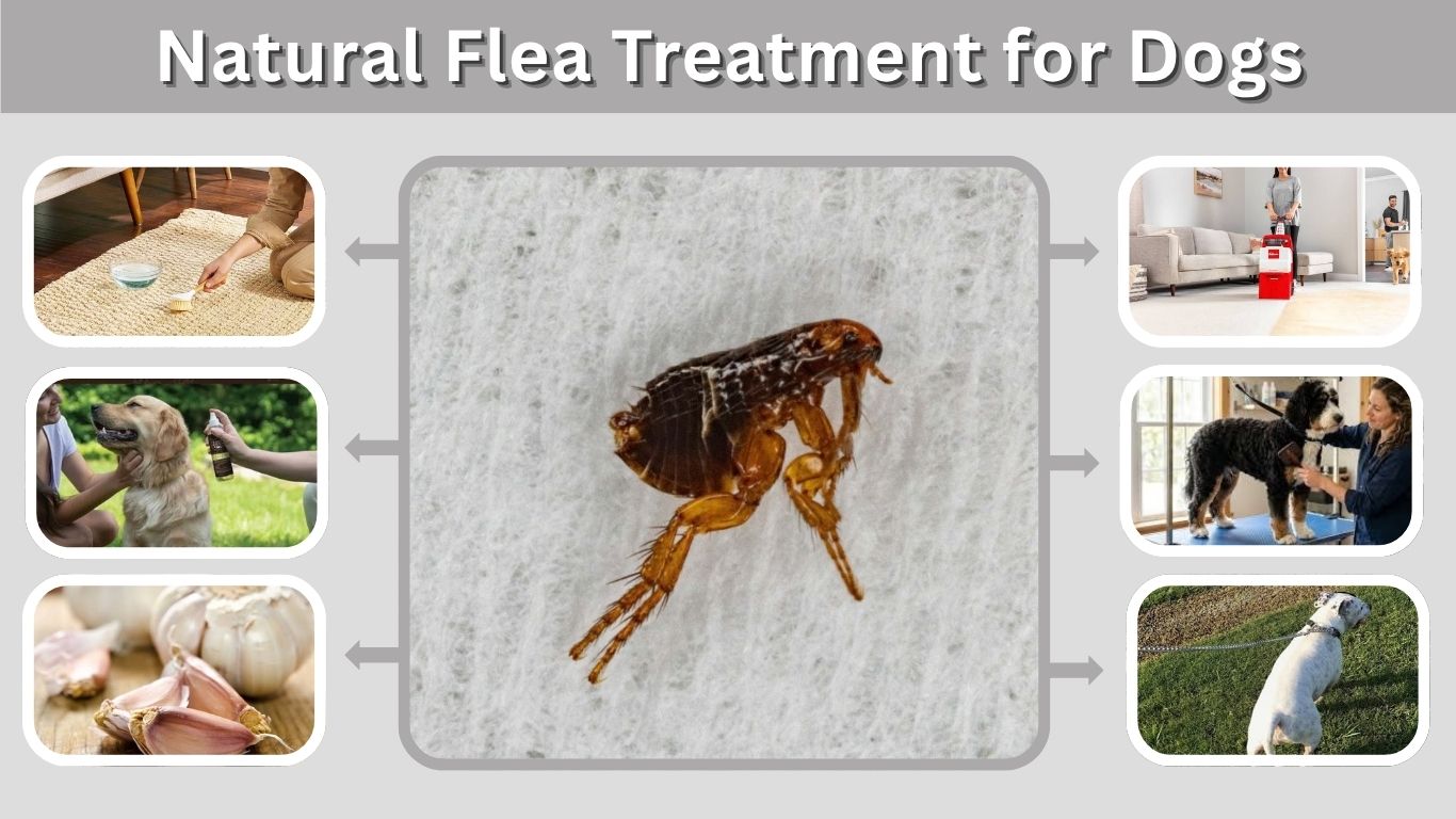Natural Flea Treatment for Dogs: Safe Home Remedies