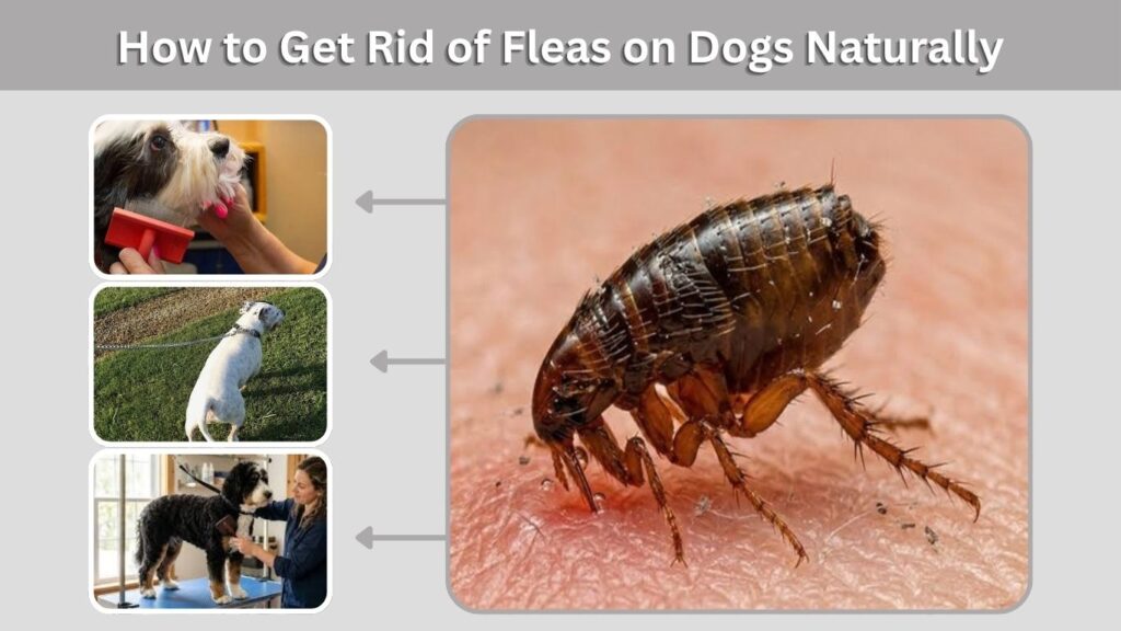 How to Get Rid of Fleas on Dogs Naturally