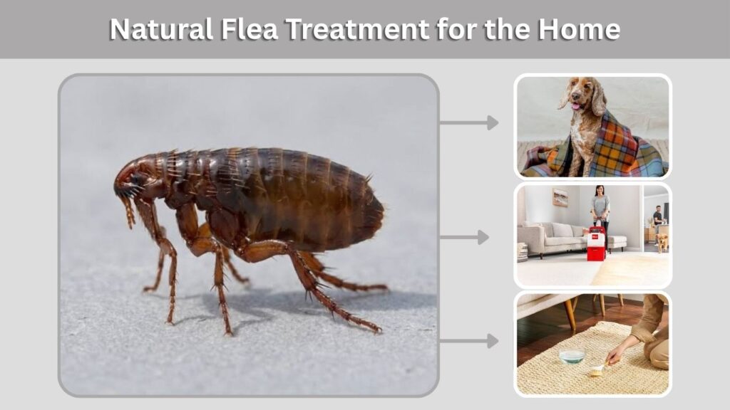 Natural Flea Treatment for the Home
