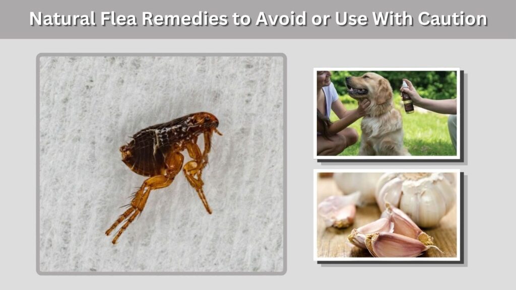 Natural Flea Remedies to Avoid or Use With Caution