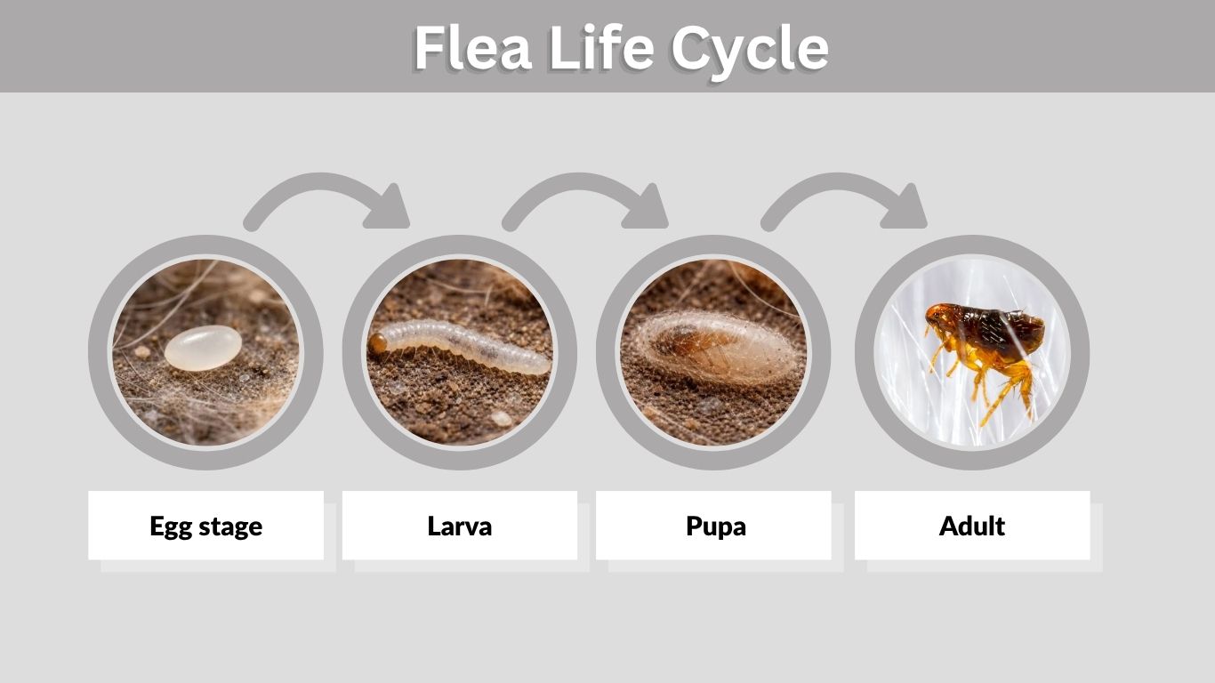 Flea Life Cycle: 4 Stages, Timeline & How to Break It