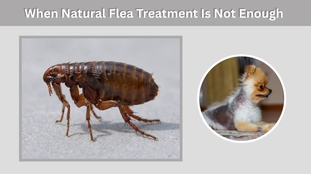 When Natural Flea Treatment Is Not Enough