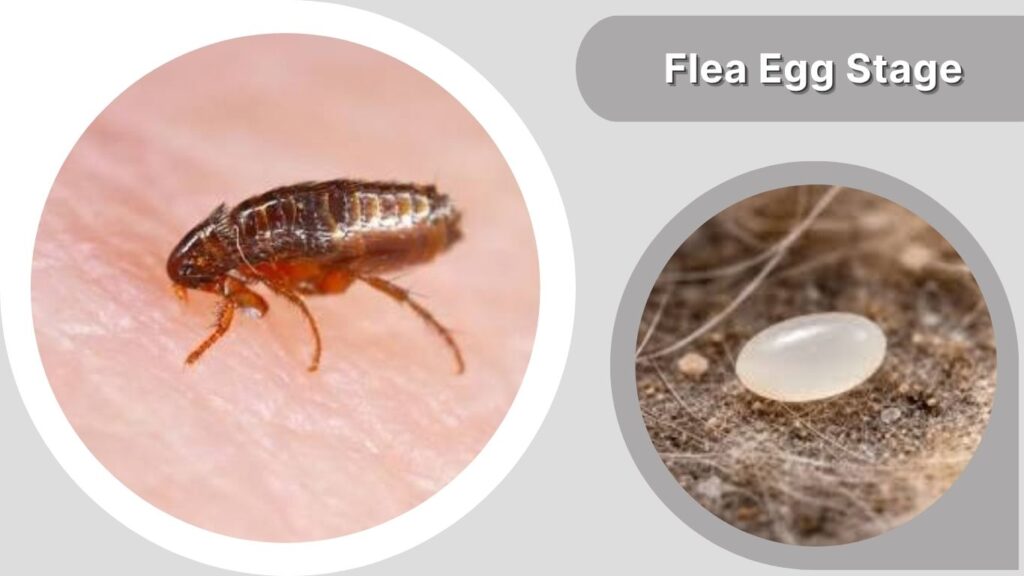 Flea Egg Stage