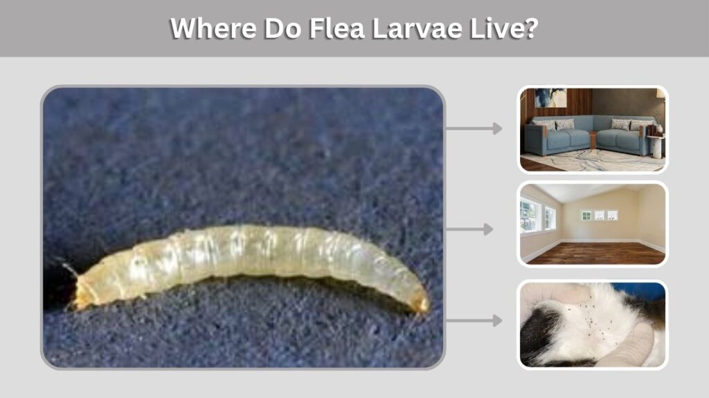 Where Do Flea Larvae Live?