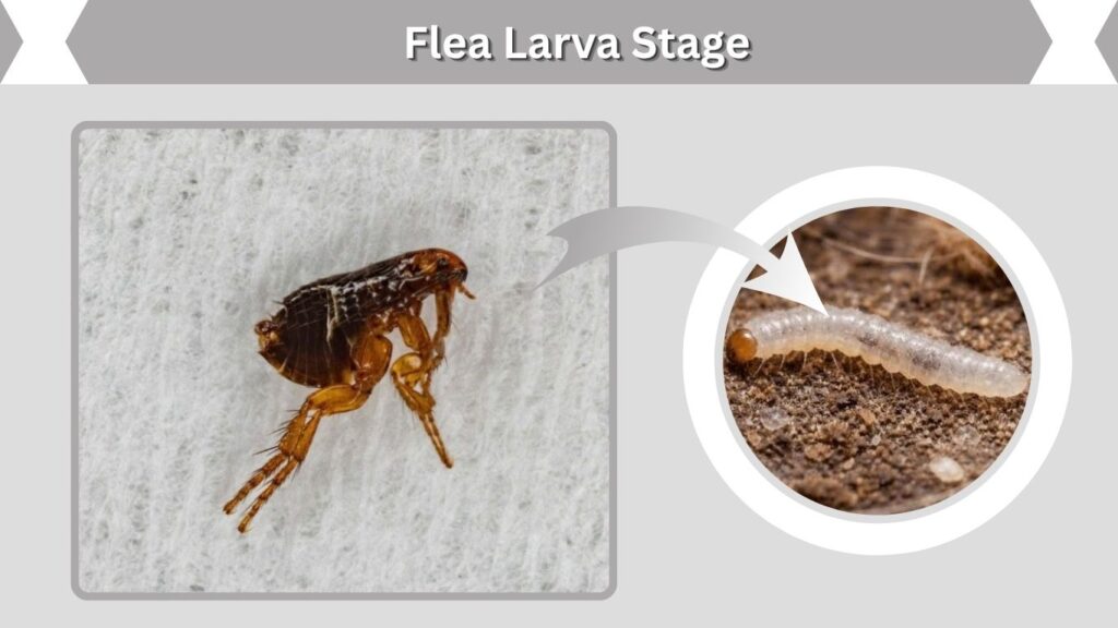 Flea Larva Stage