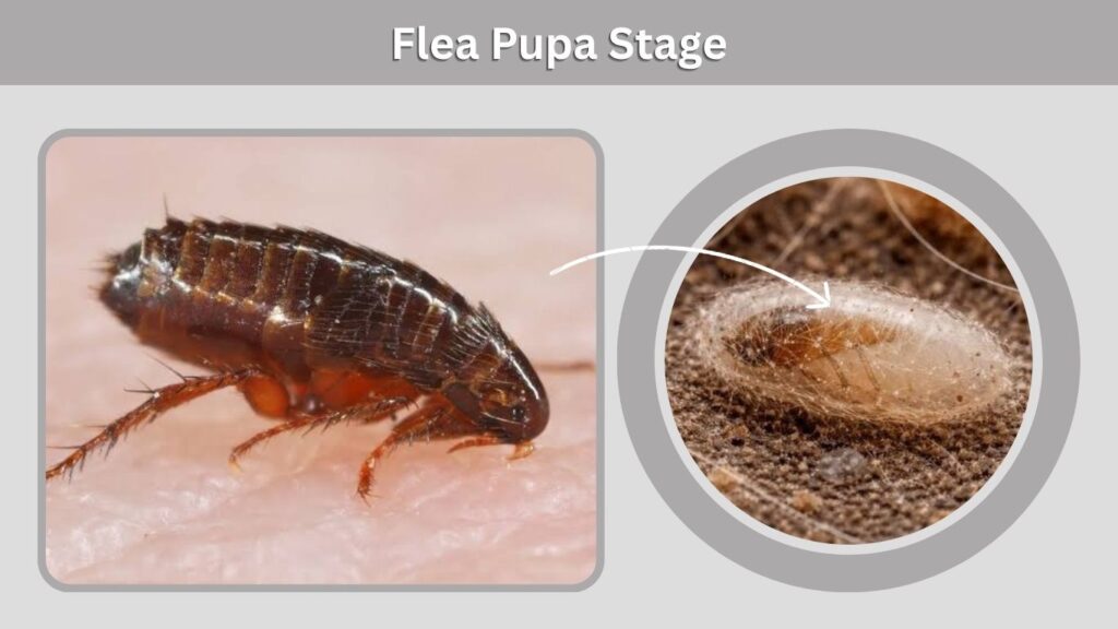 Flea Pupa Stage