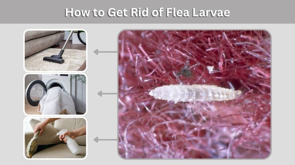 How to Get Rid of Flea Larvae