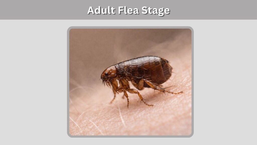 4. Adult Flea Stage
