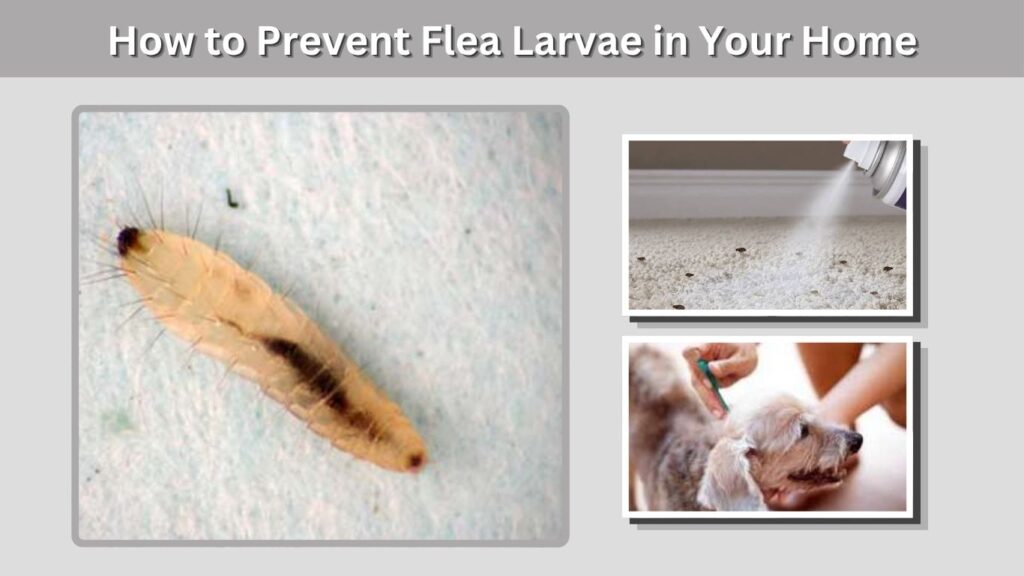 How to Prevent Flea Larvae in Your Home