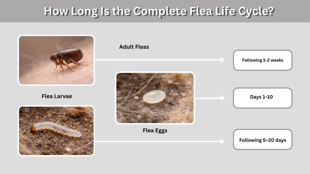 How Long Is the Complete Flea Life Cycle?