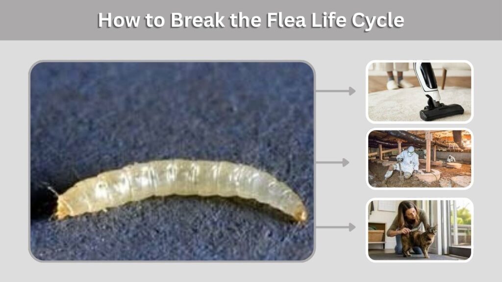 How to Break the Flea Life Cycle