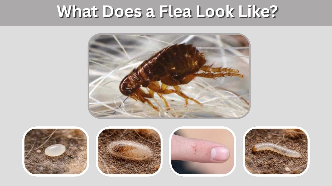 What Does a Flea Look Like? Identification & Bite Signs