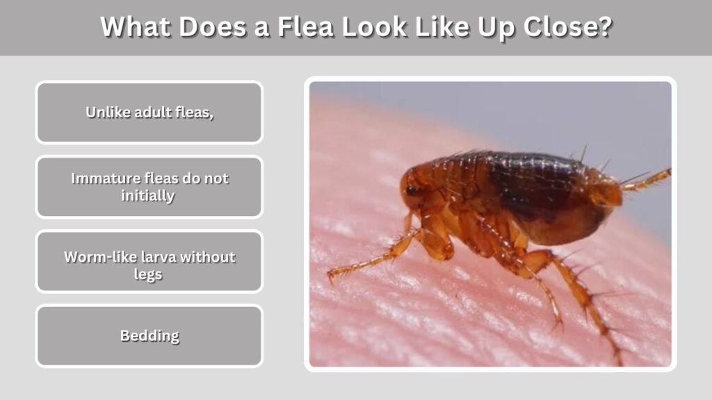 What Does a Flea Look Like Up Close?