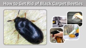 How to Get Rid of Black Carpet Beetles: 7 Effective Ways
