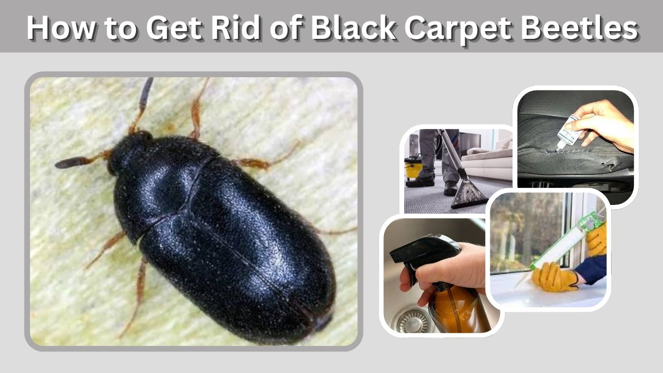 How to Get Rid of Black Carpet Beetles: 7 Effective Ways