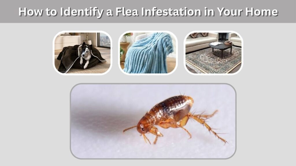 How to Identify a Flea Infestation in Your Home